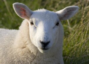 Lundy_sheep_(head_detail)